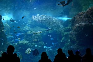 新江ノ島水族館・なぎさの体験学習館