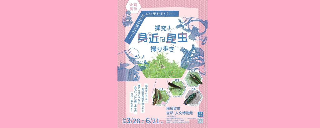 企画展示「探究！ 身近な昆虫 撮り歩き」2026/3/28～6/21　横須賀市自然・人文博物館