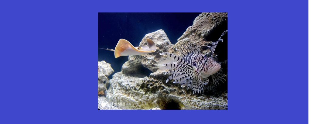 「海遊びを楽しもう ～毒あり、とげあり、魅力あり～」2026/8/1～8/31　新江ノ島水族館